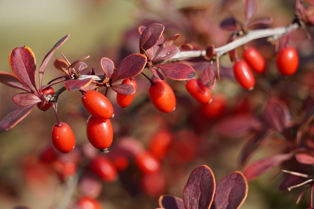 Барбарис вкус ягод