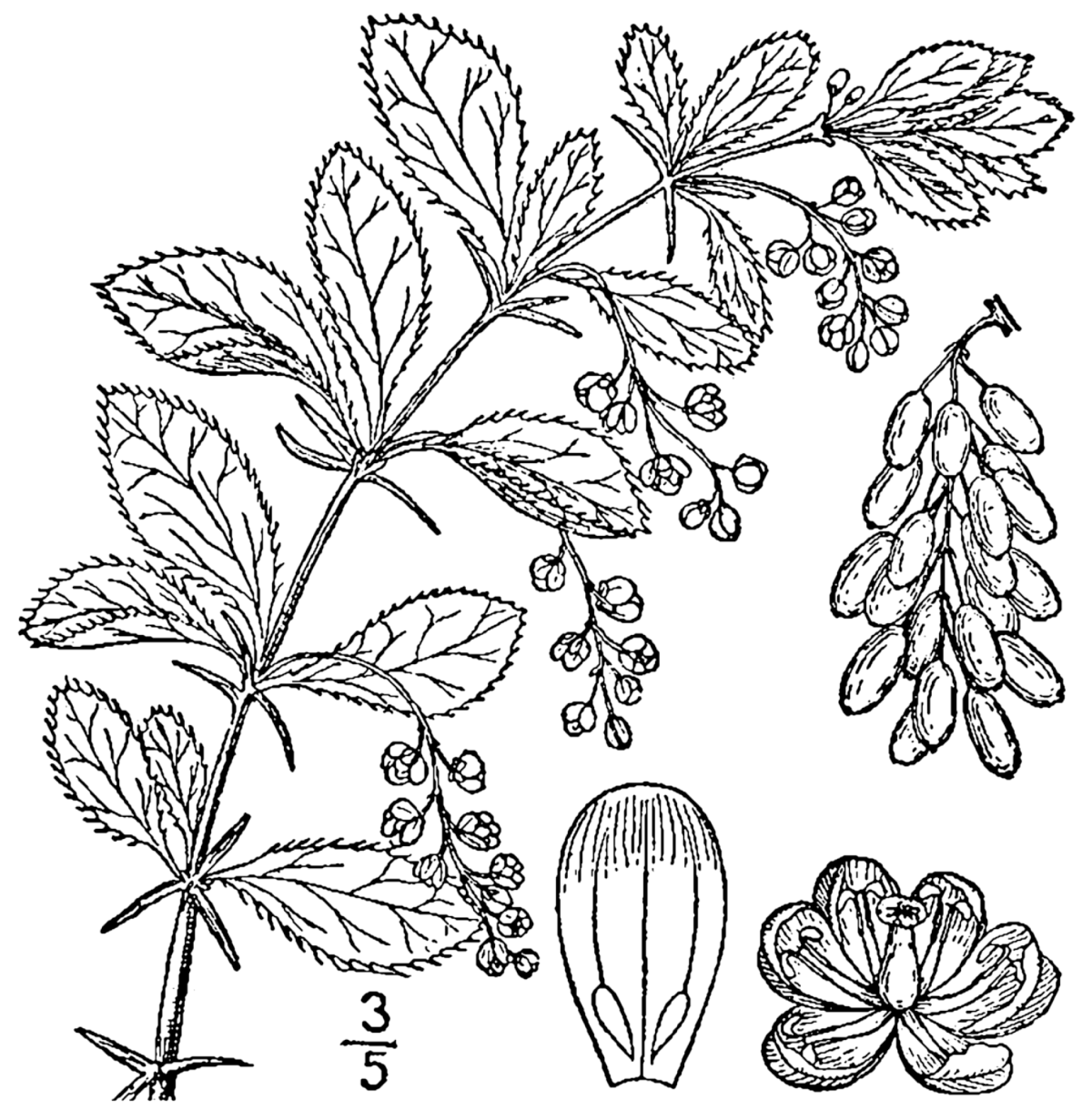 Барбарис обыкновенный Фармакогнозия