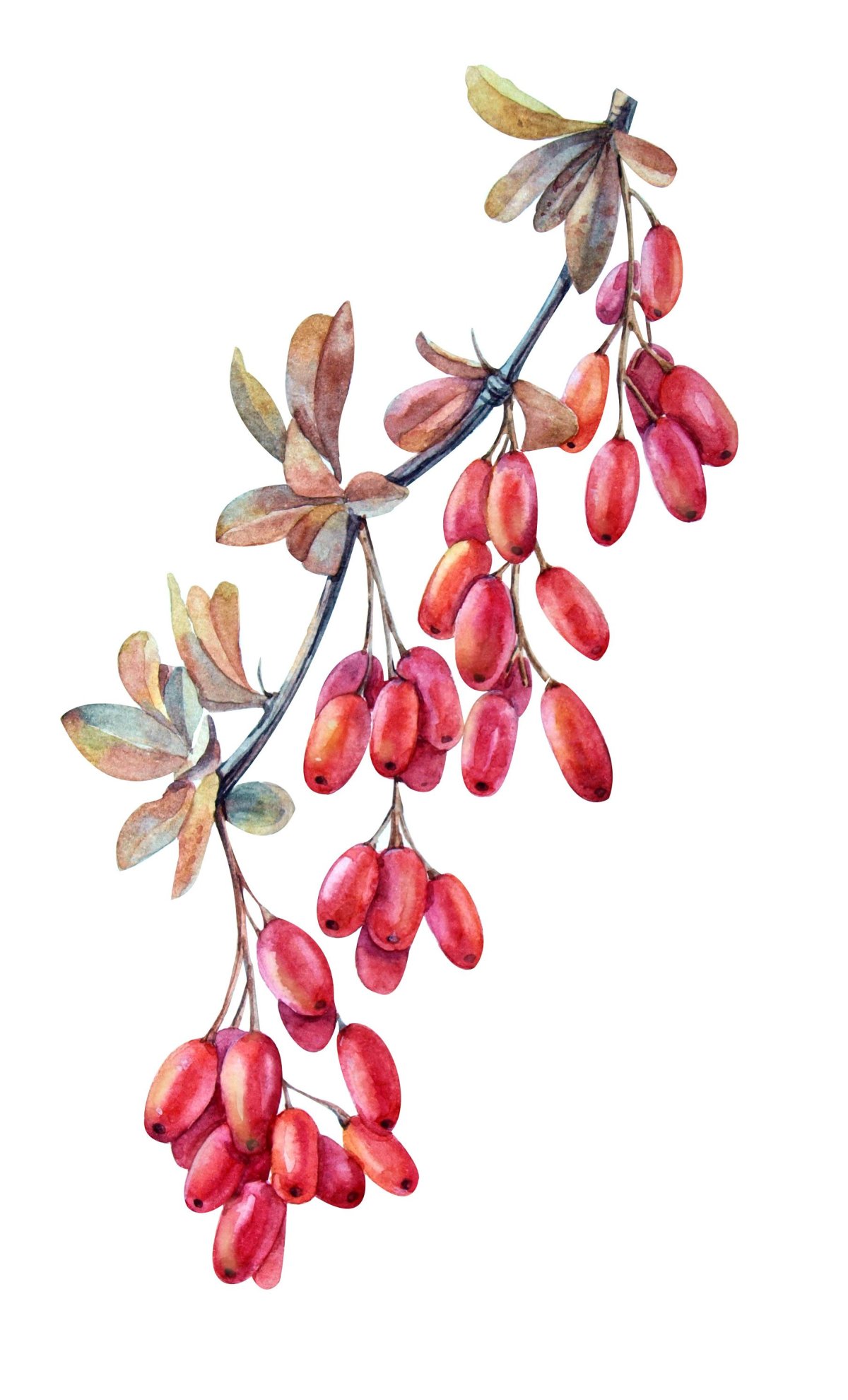 Барбарис акварель