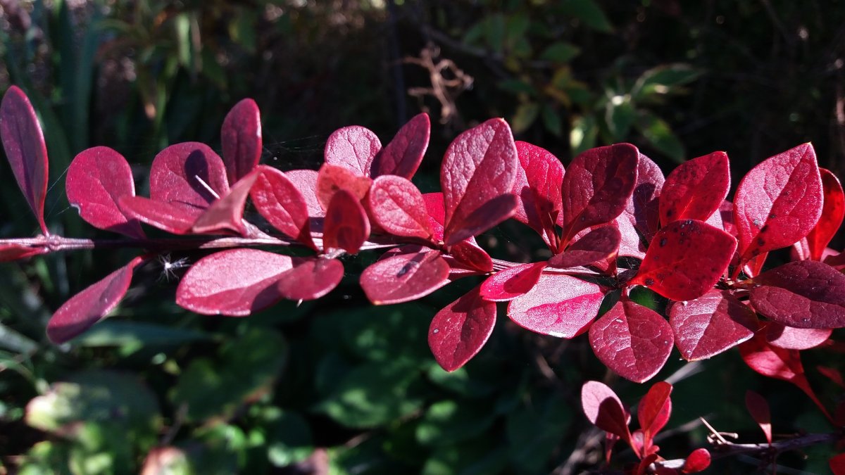 Барбарис Тунберга (Berberis thunbergii)