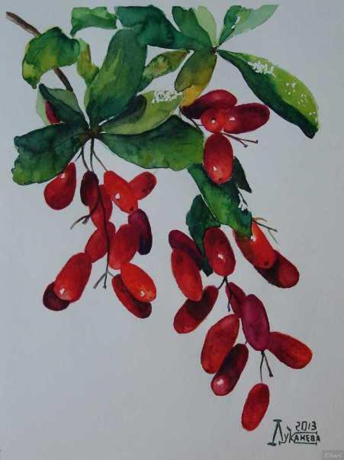 Барбарис акварель