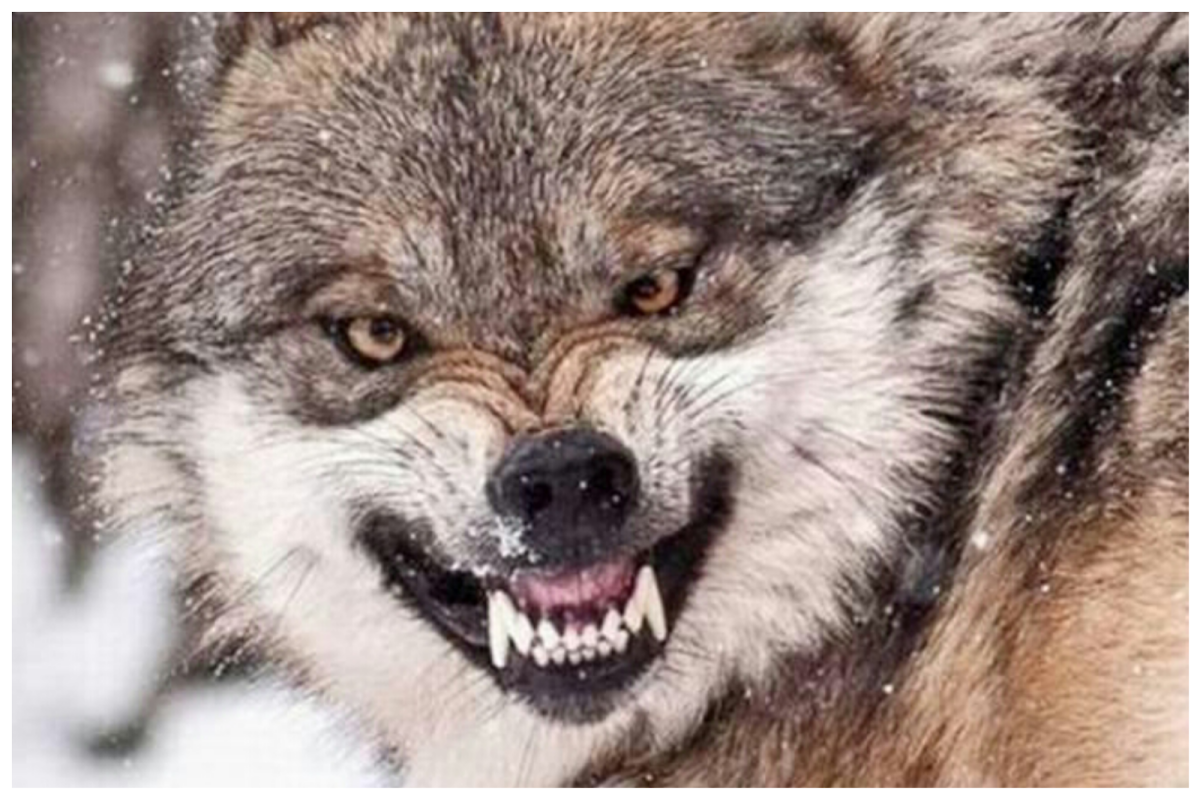 Морда злого волка