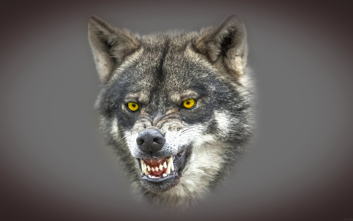 Оскал волка картинки