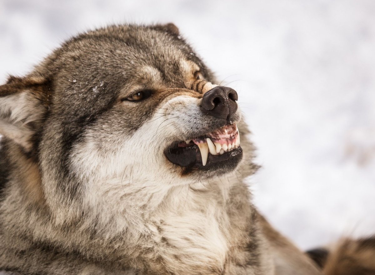 Волк оборотень