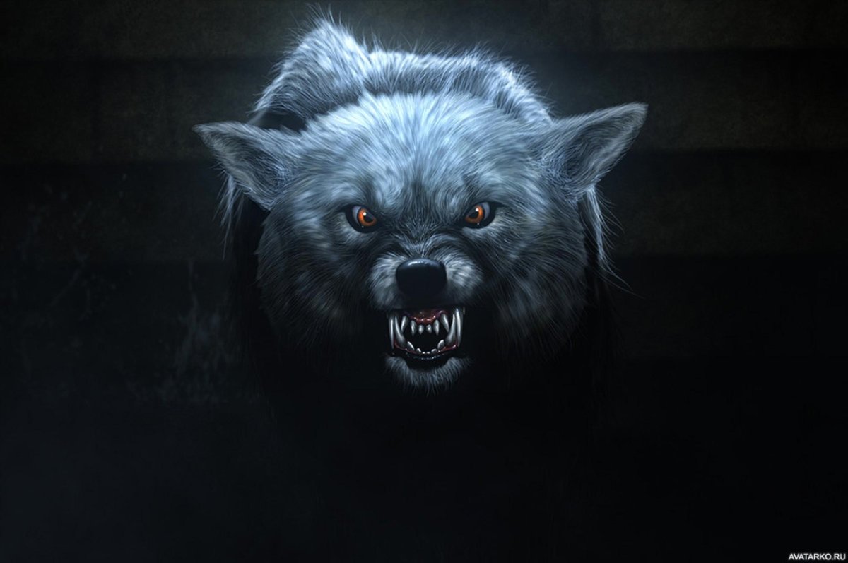 Волк морда скалится