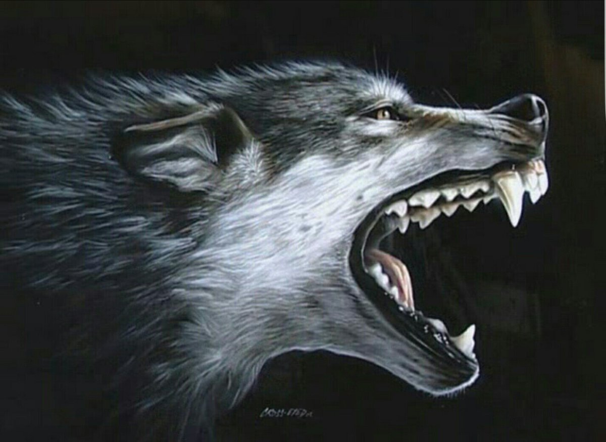 Волк оскал