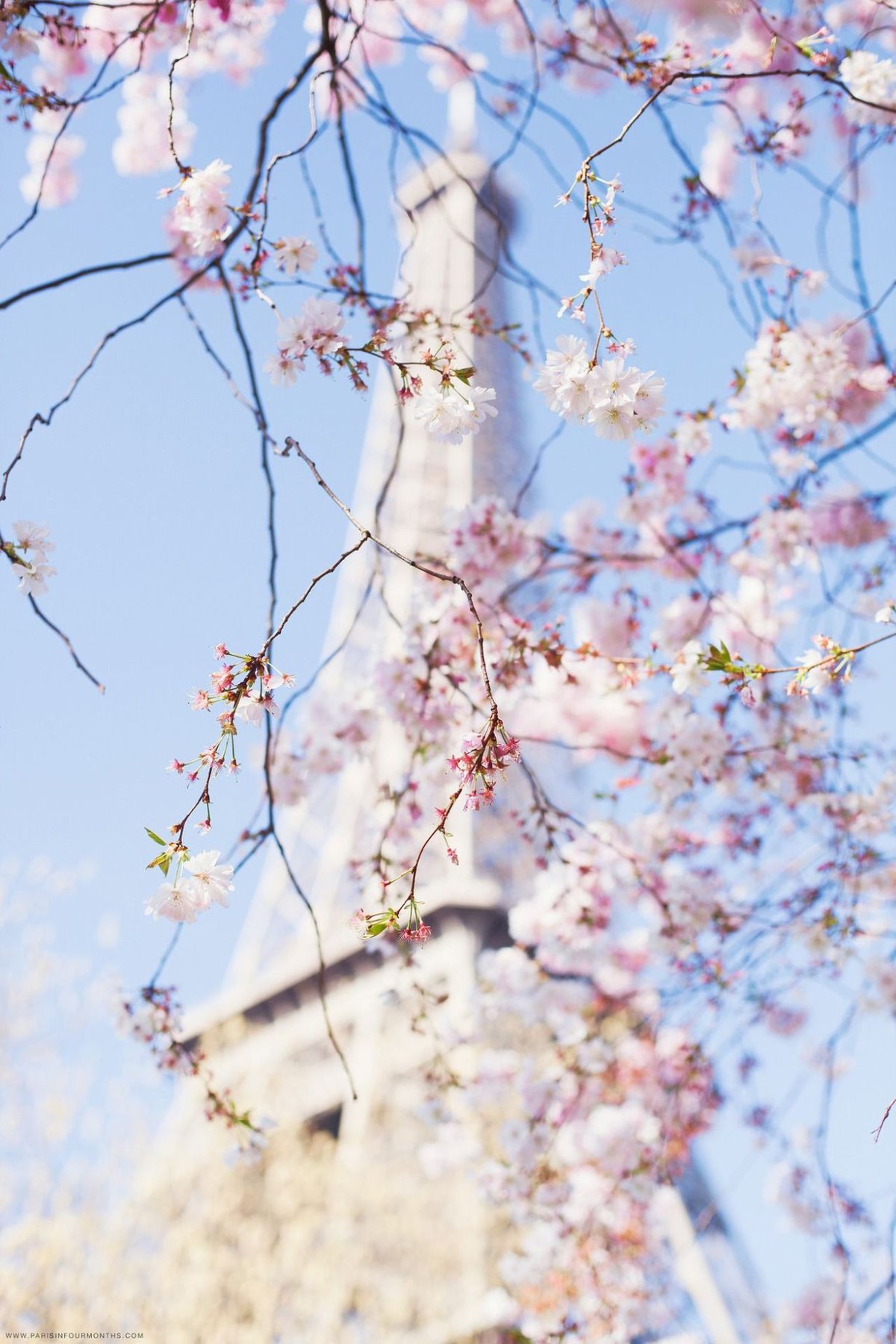 Весна небо цветы