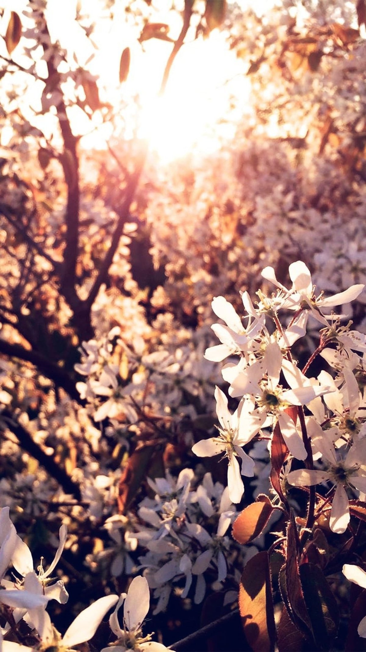 Картинки на рабочий стол вертикальные красивые