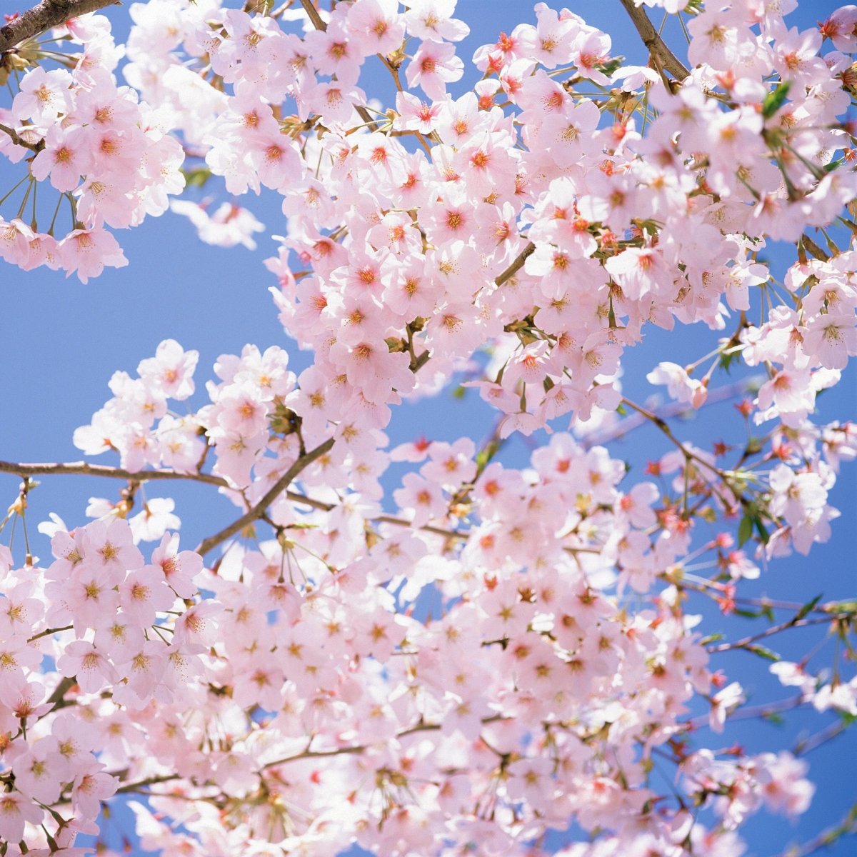 Маленькие розовые цветы