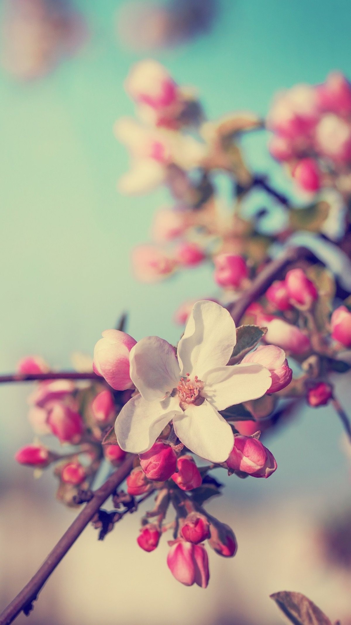 Ветка Сакуры вертикально