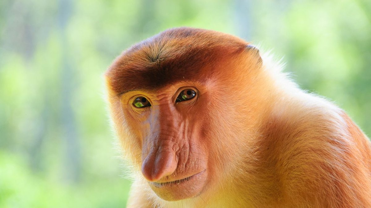 Носач обыкновенный