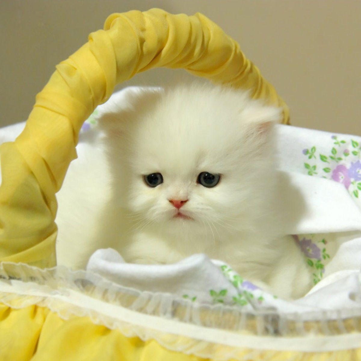 Котенок белый пушистый в корзинке