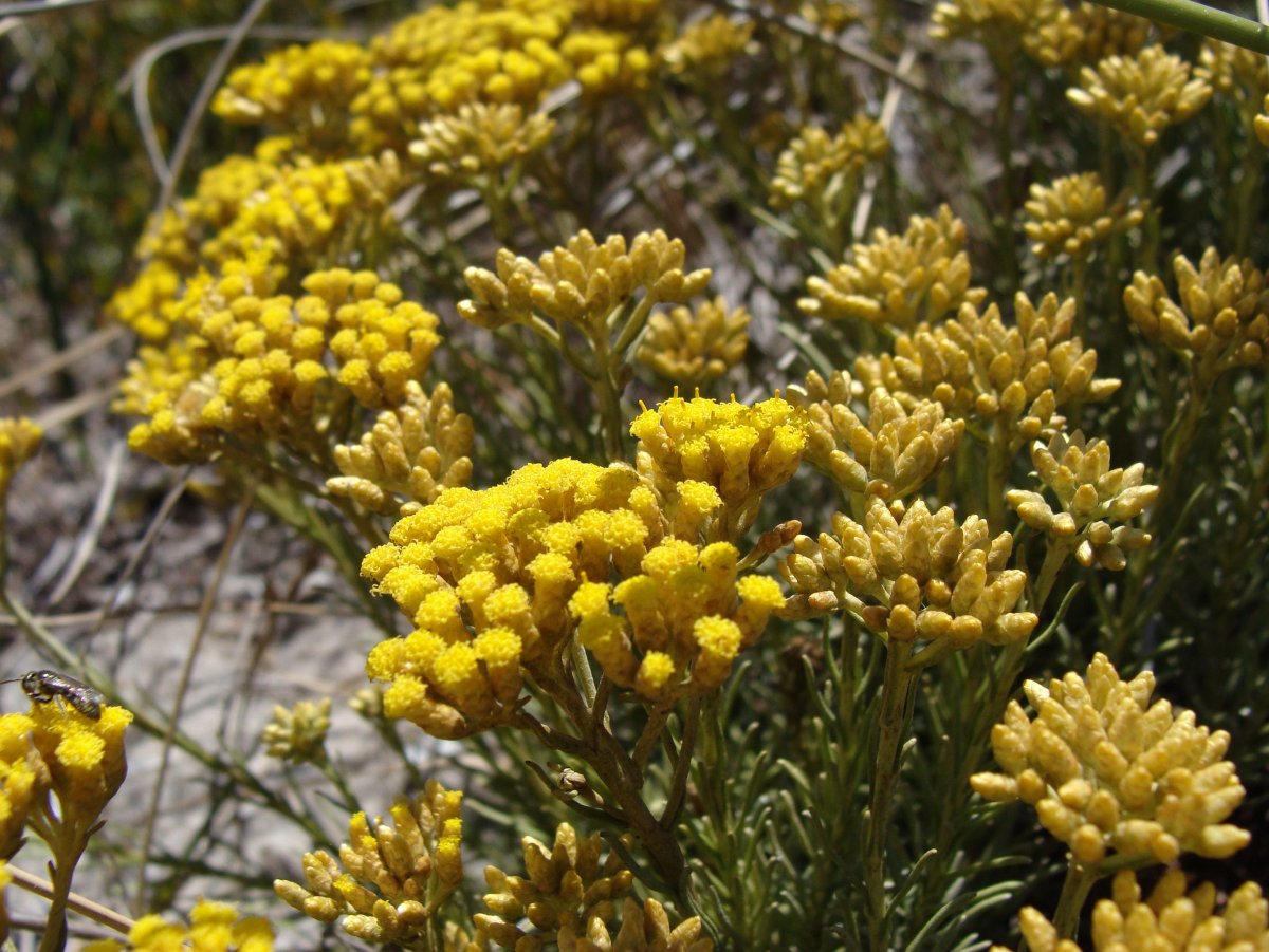 Бессмертник песчаный