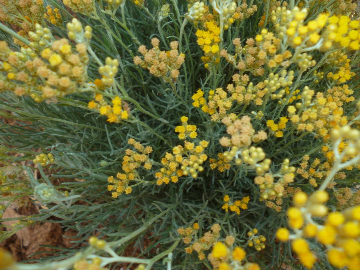 Гелихризум бессмертник сухоцветы