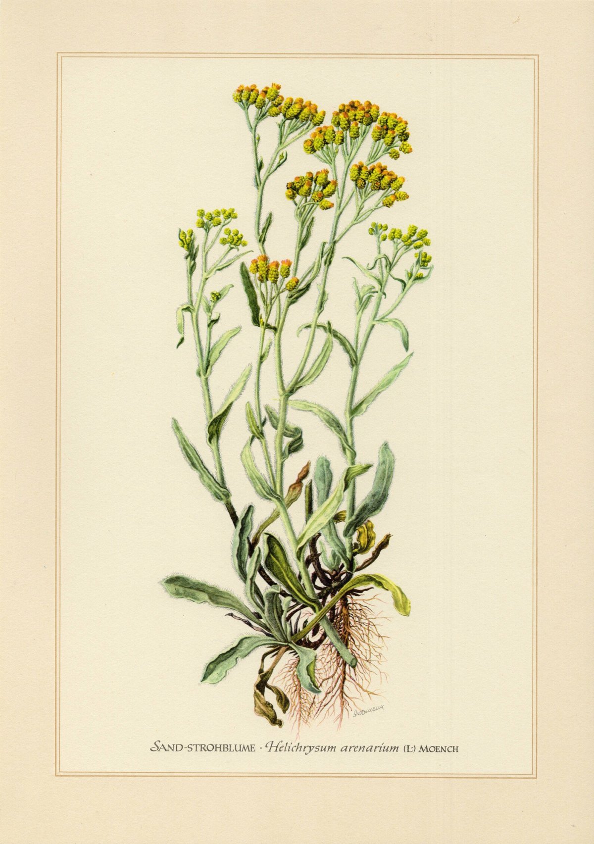 Бессмертник песчаный Фармакогнозия