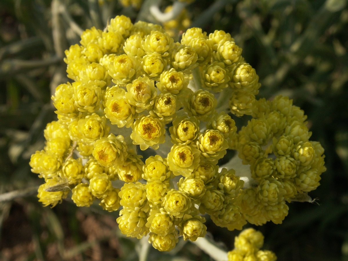 Эфирное масло бессмертника