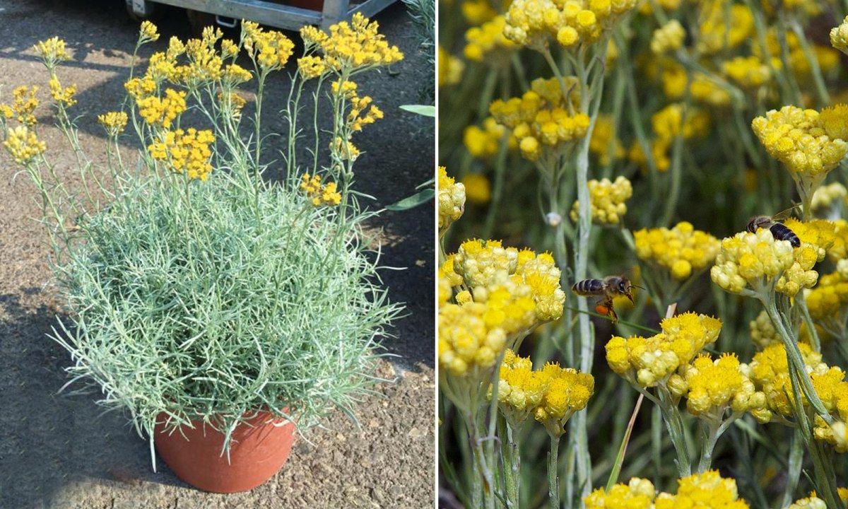 Бессмертник песчаный (цмин песчаный)