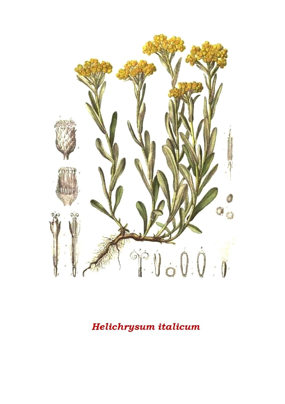 Бессмертник песчаный Фармакогнозия