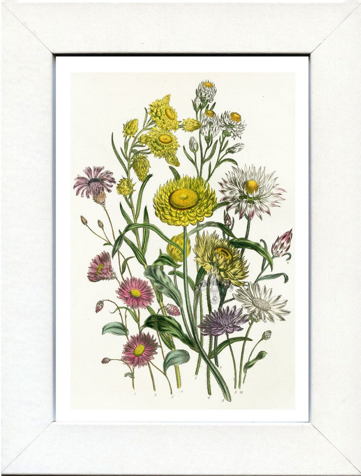 Гелихризум бессмертник