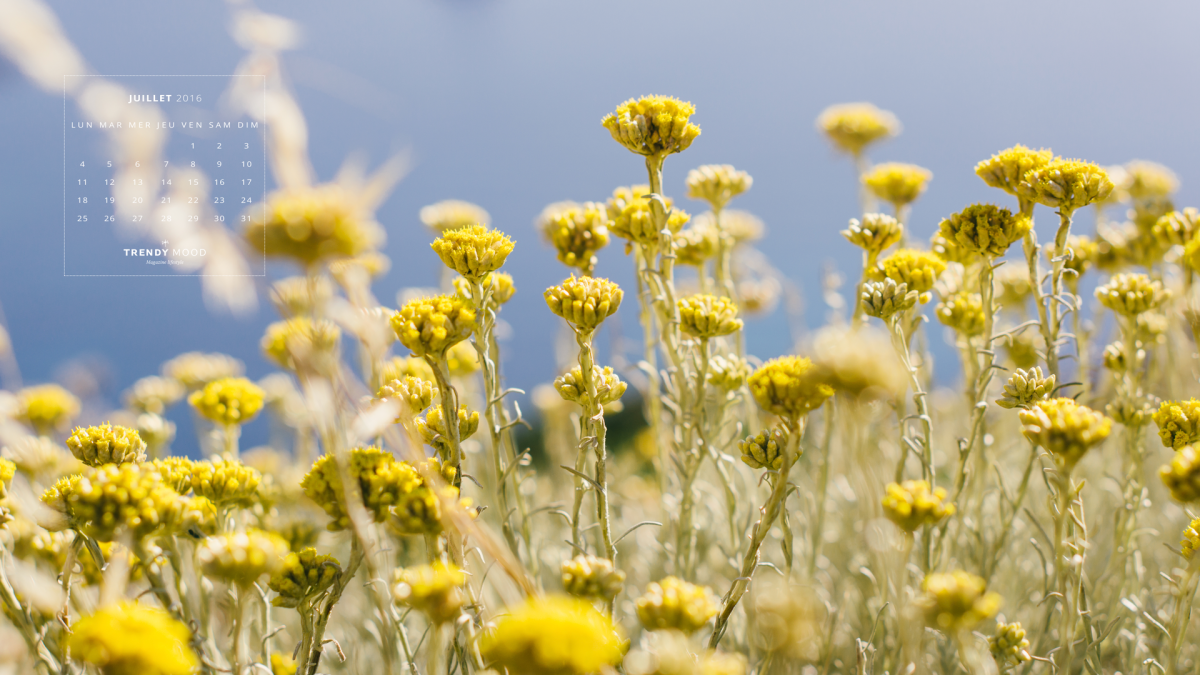 Бессмертник песчаный (цмин).