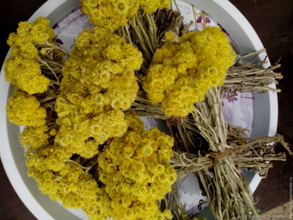 Ксерантемум бессмертник