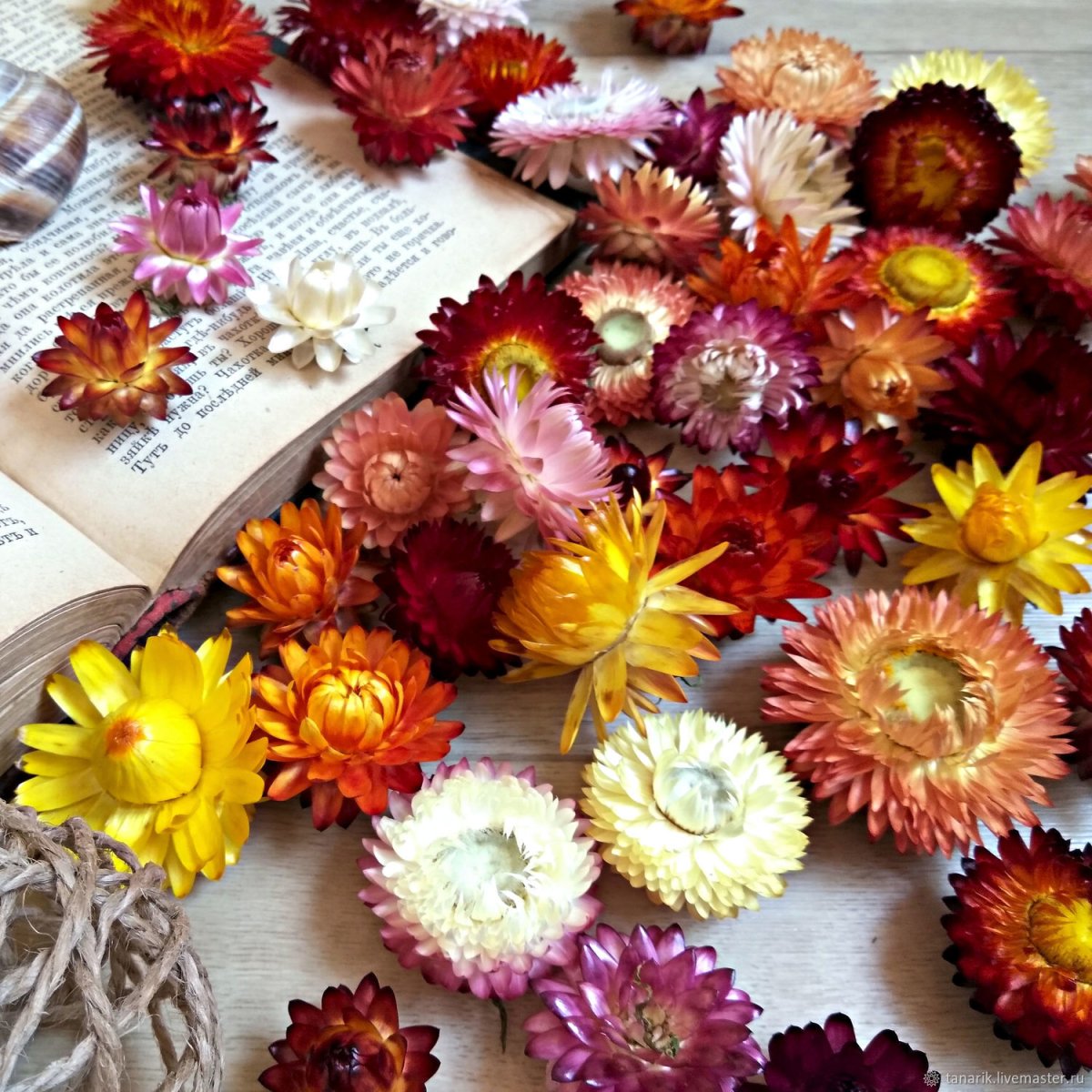 Бессмертник песчаный (цмин).