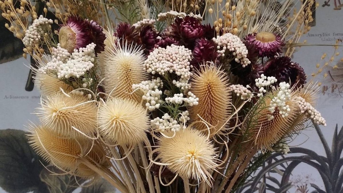 Скимия сухоцвет