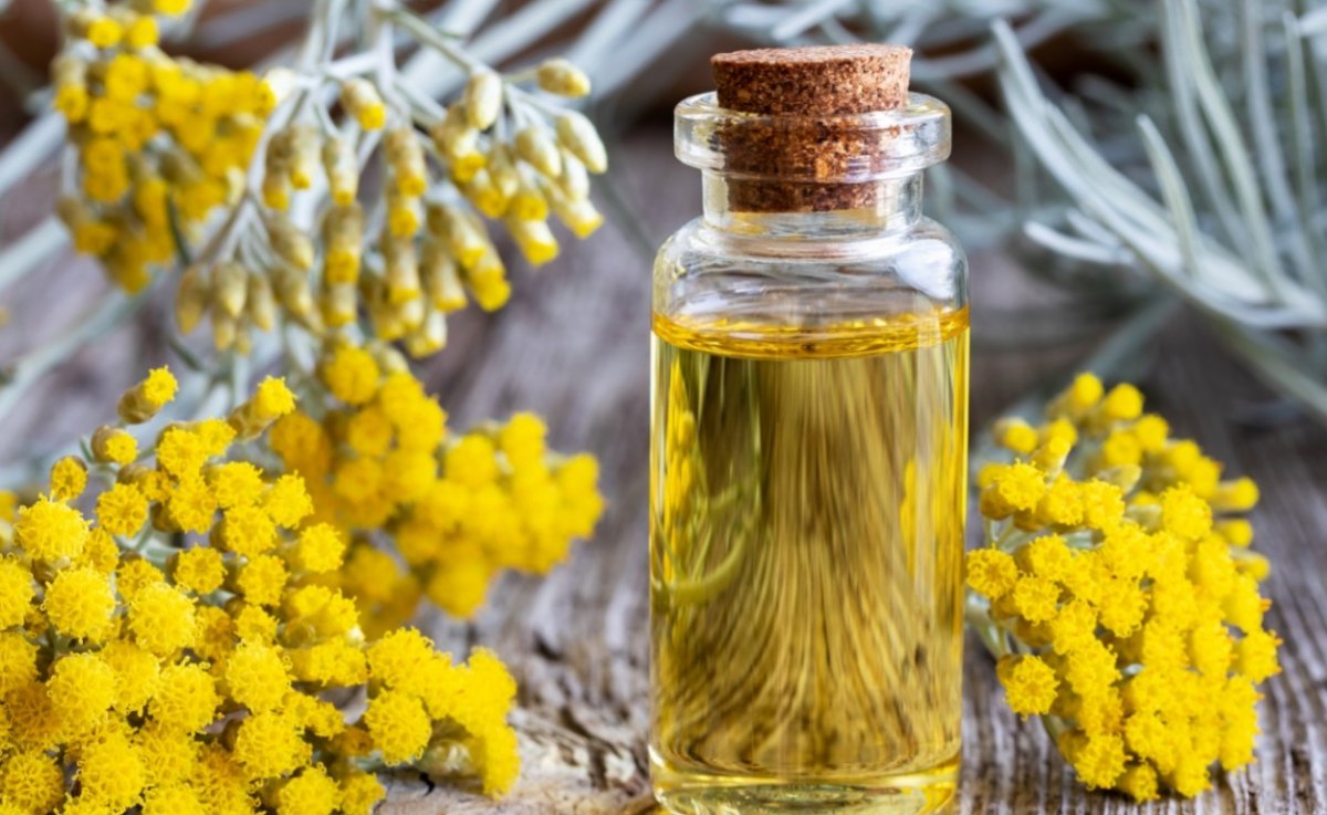 Гелихризум бессмертник цмин кошачьи лапки