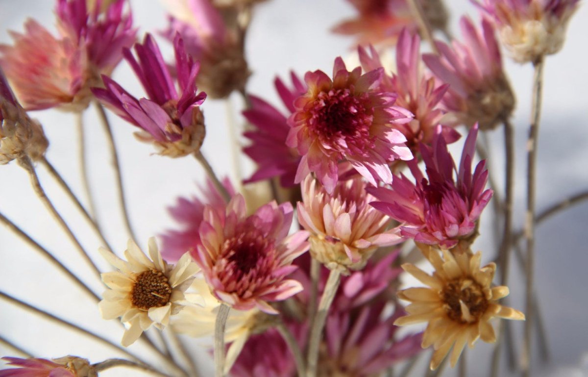 Бессмертник оранжевый