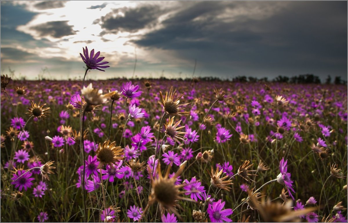 Схемы вышивки полевых цветов и трав