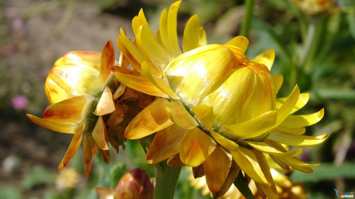 Бессмертник карри гелихризум