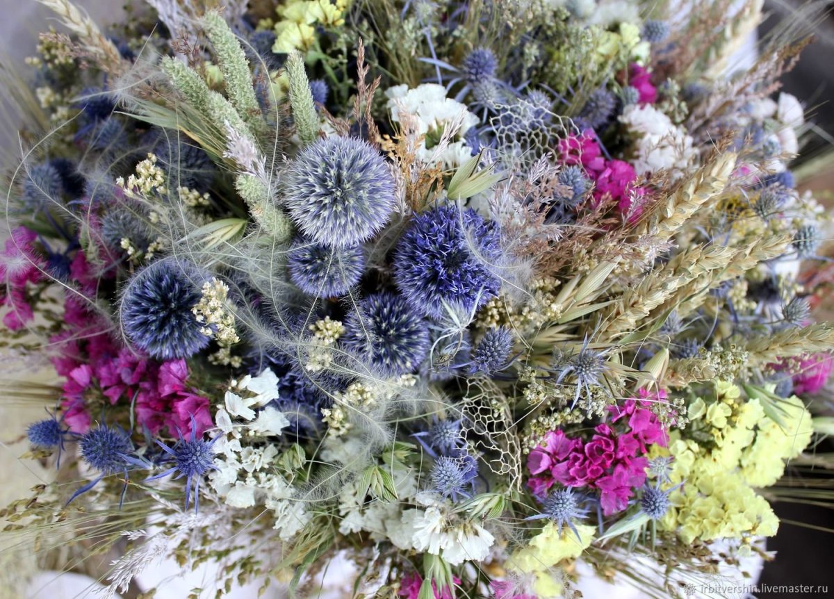 Бессмертник итальянский Helichrysum Italicum