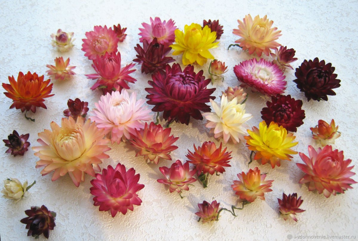 Бессмертник роллер ДОТЕРРА