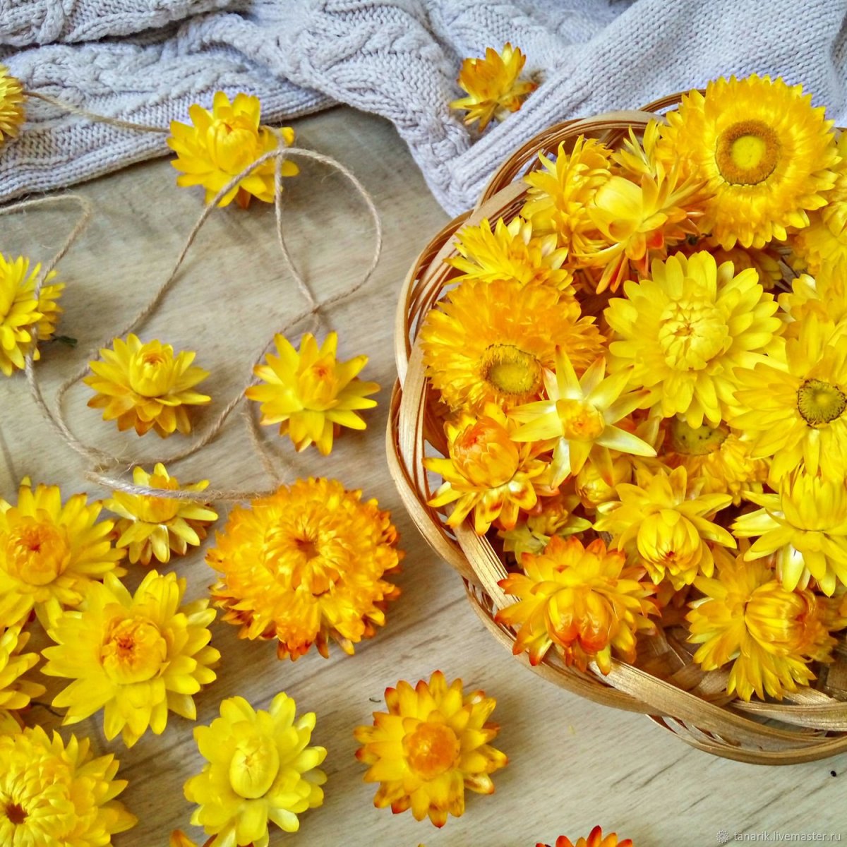 Бессмертник прицветниковый