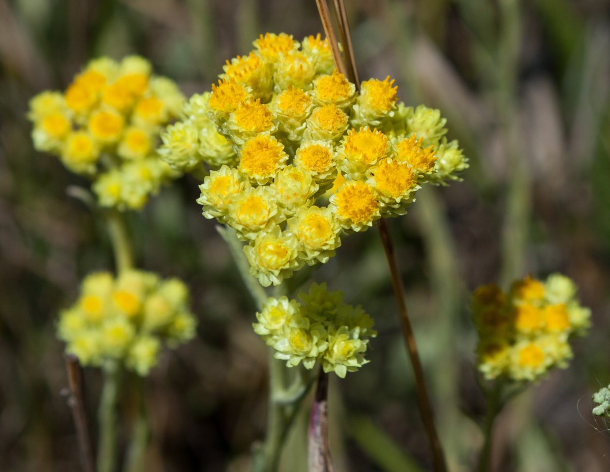 Девушка с желтыми цветами