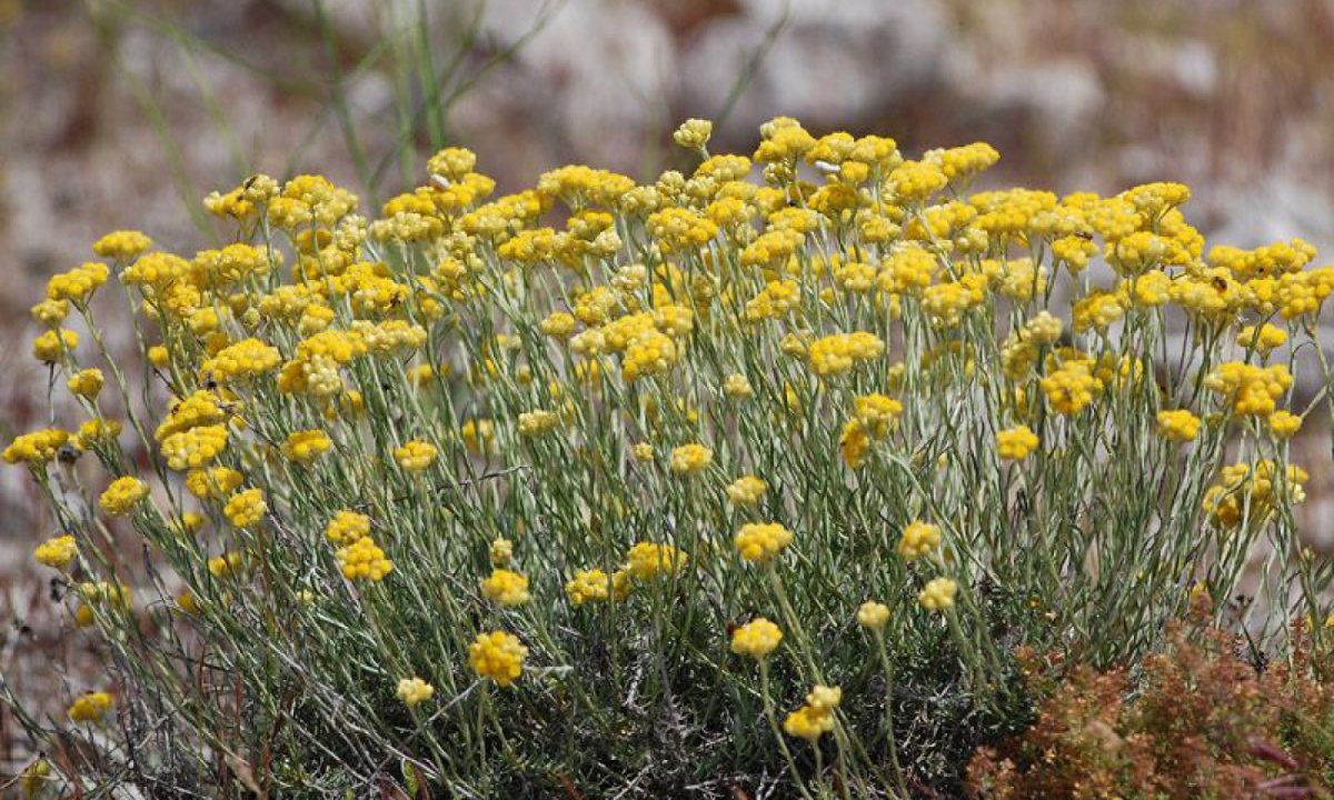 Центаурея сухоцвет