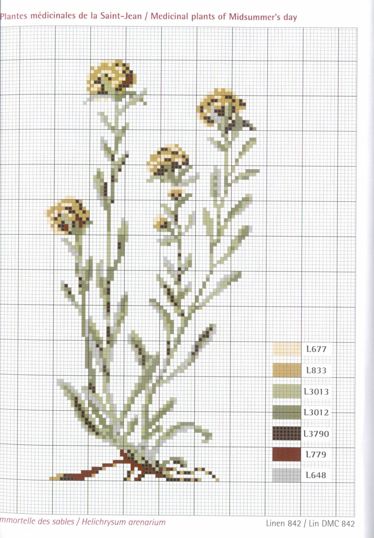 Астра сухоцвет