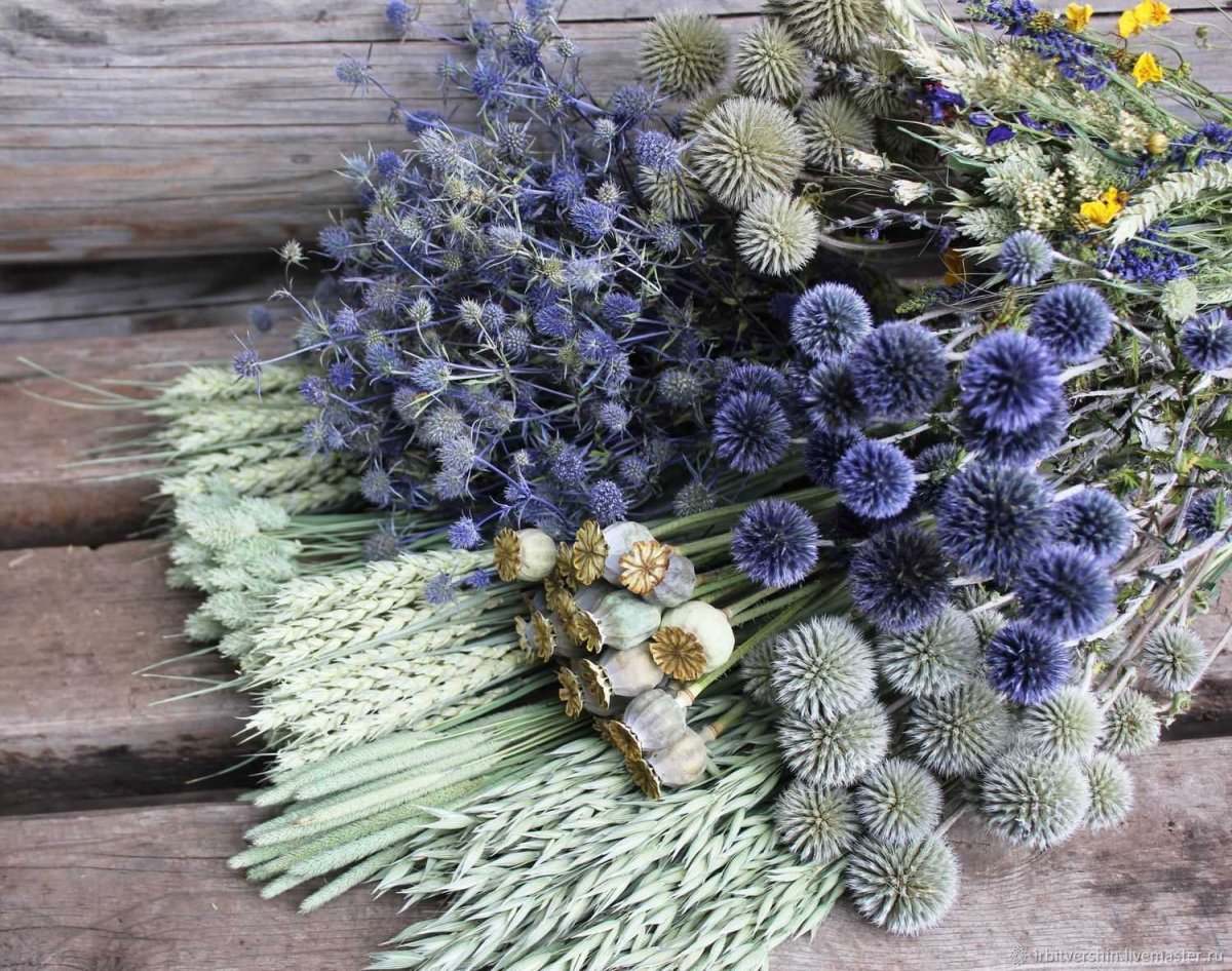 Гелихризум – бессмертник (Helichrysum)