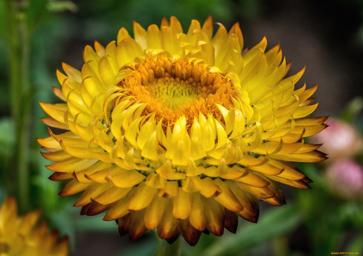 Гелихризум прицветниковый