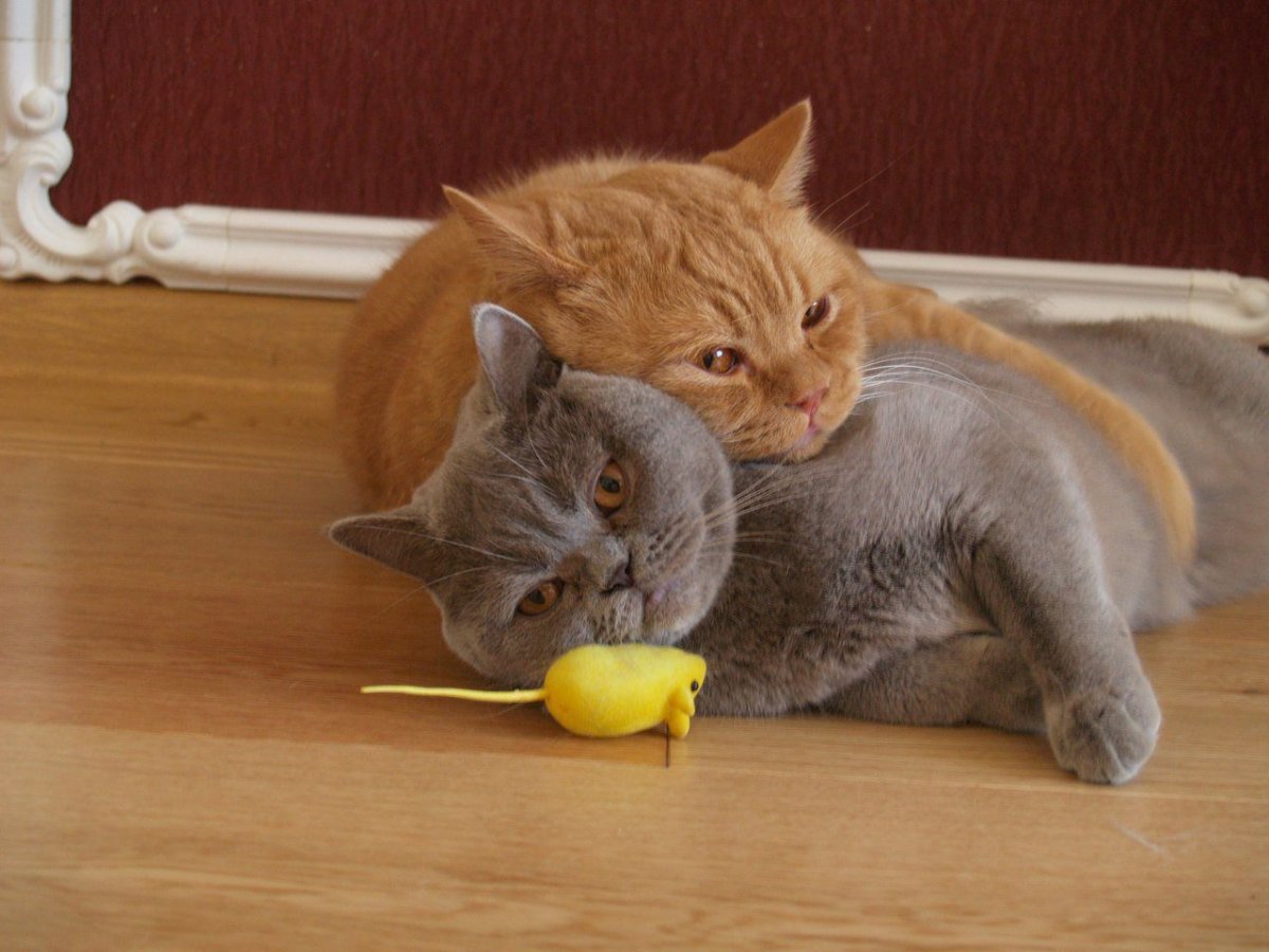 Британцы обнимаются