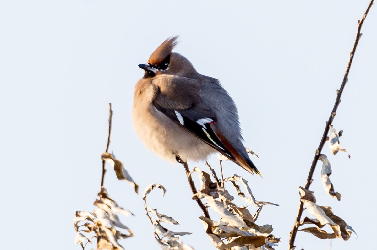 Птица свиристель Сибирский