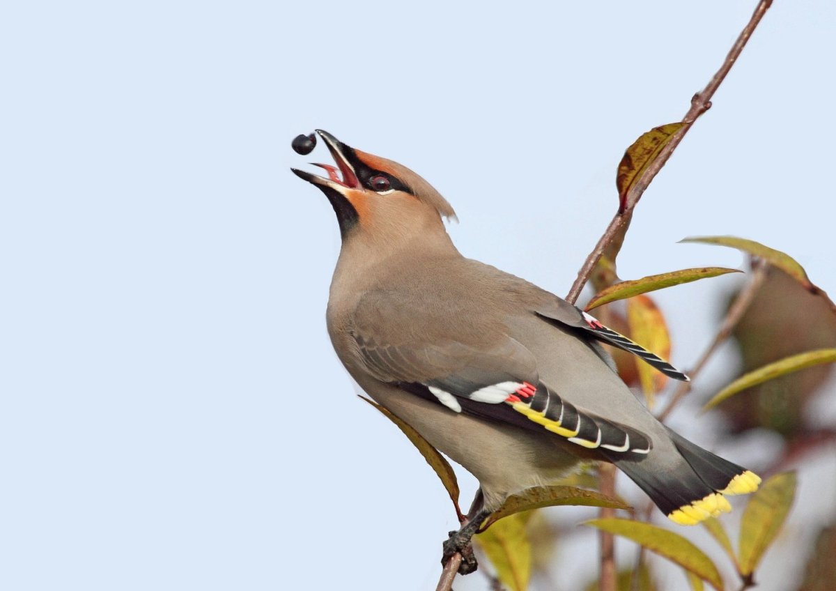 Свиристель семейства воробьиных птица