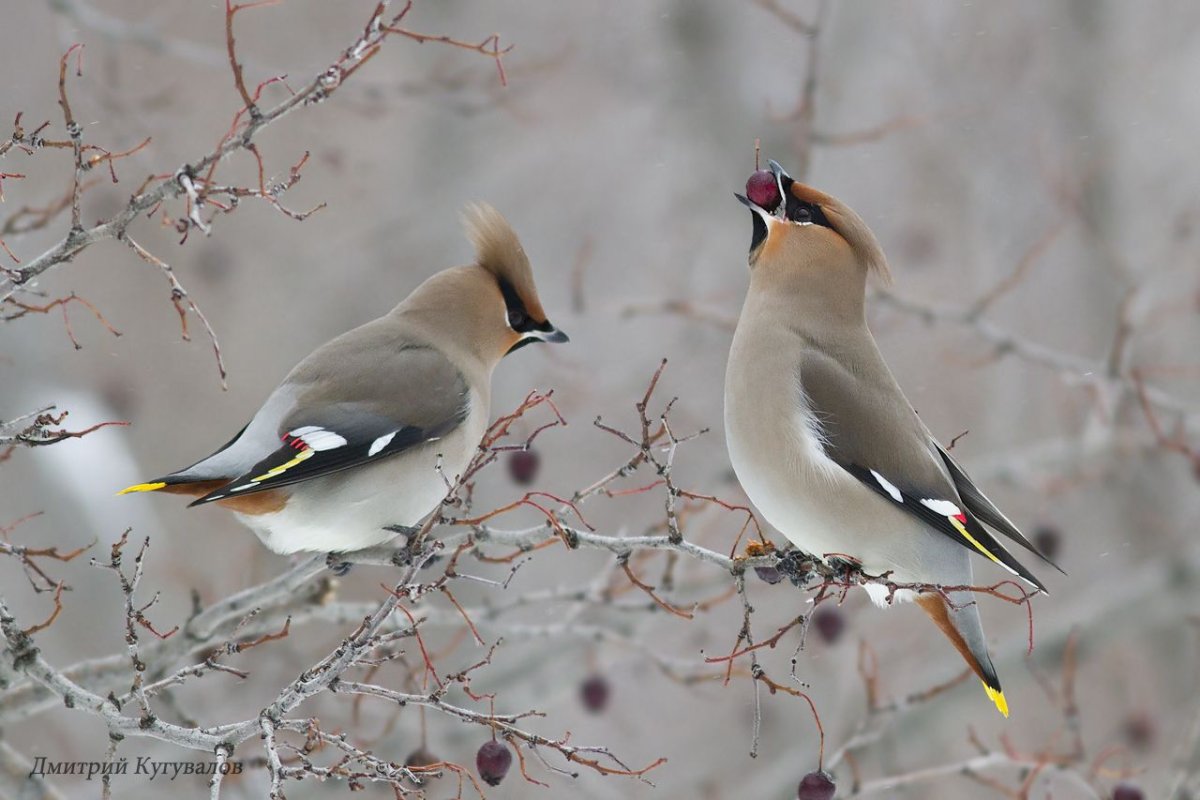 Хохлатая свиристель