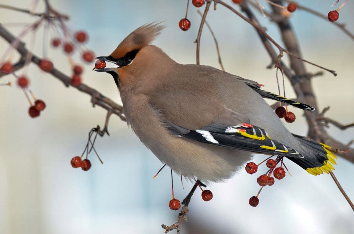 Дрозд свиристель Крымский
