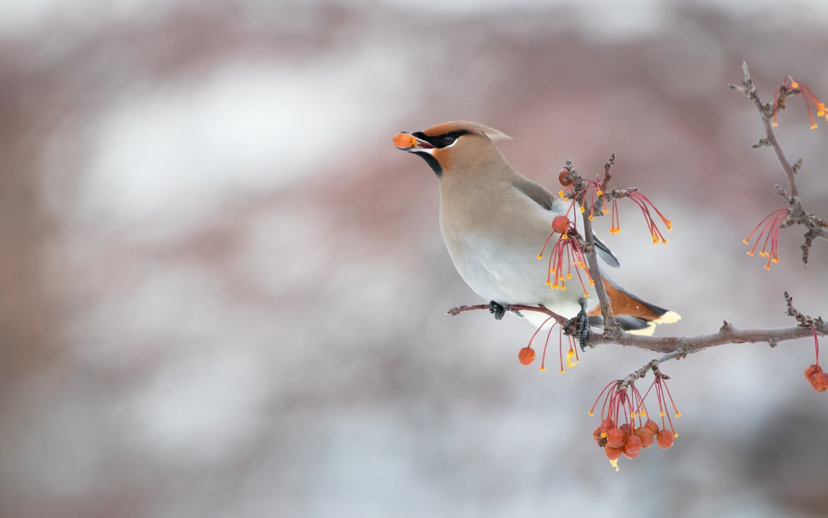 Свиристель на ветке зимой