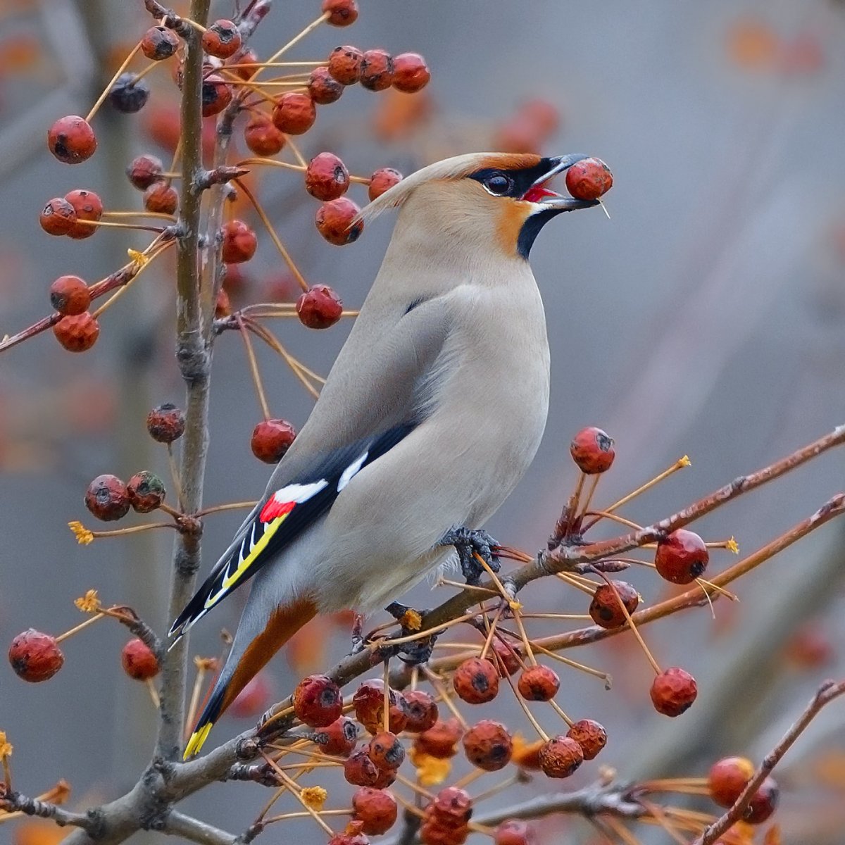 Американский свиристель