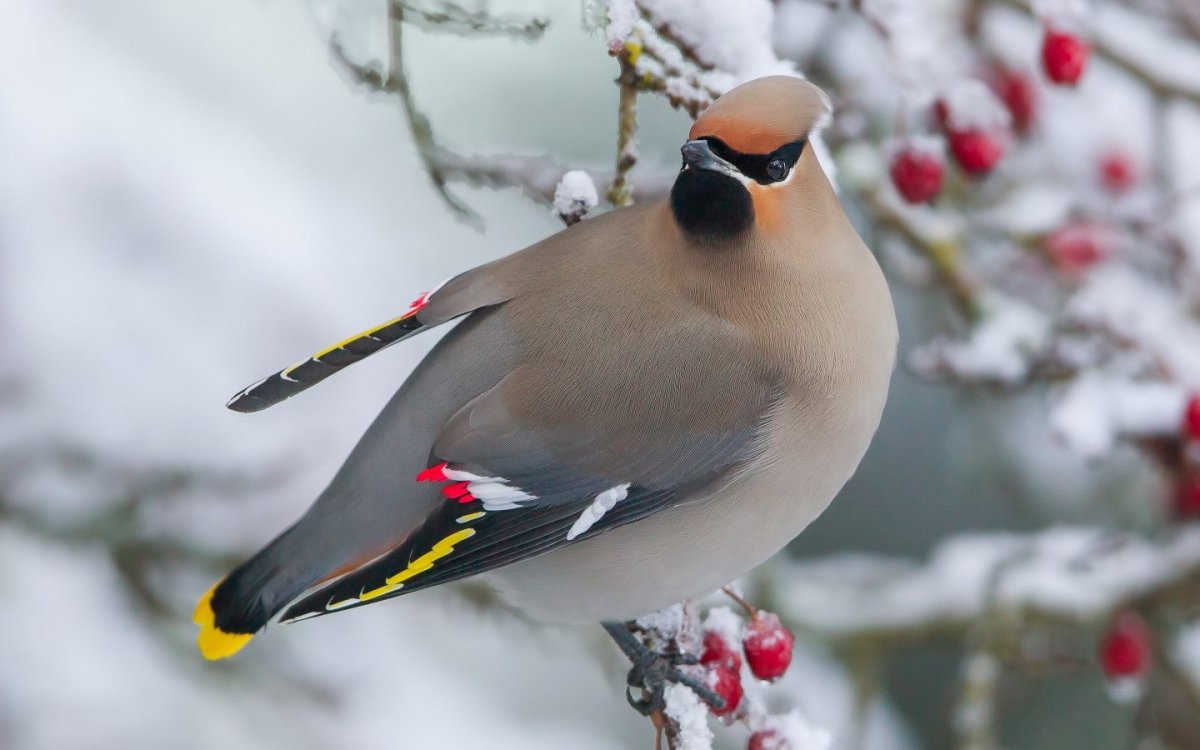 Свиристель зимующая птица