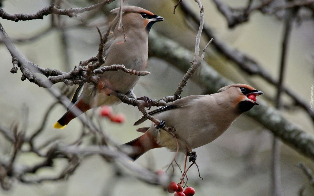 Дрозд свиристель Крымский