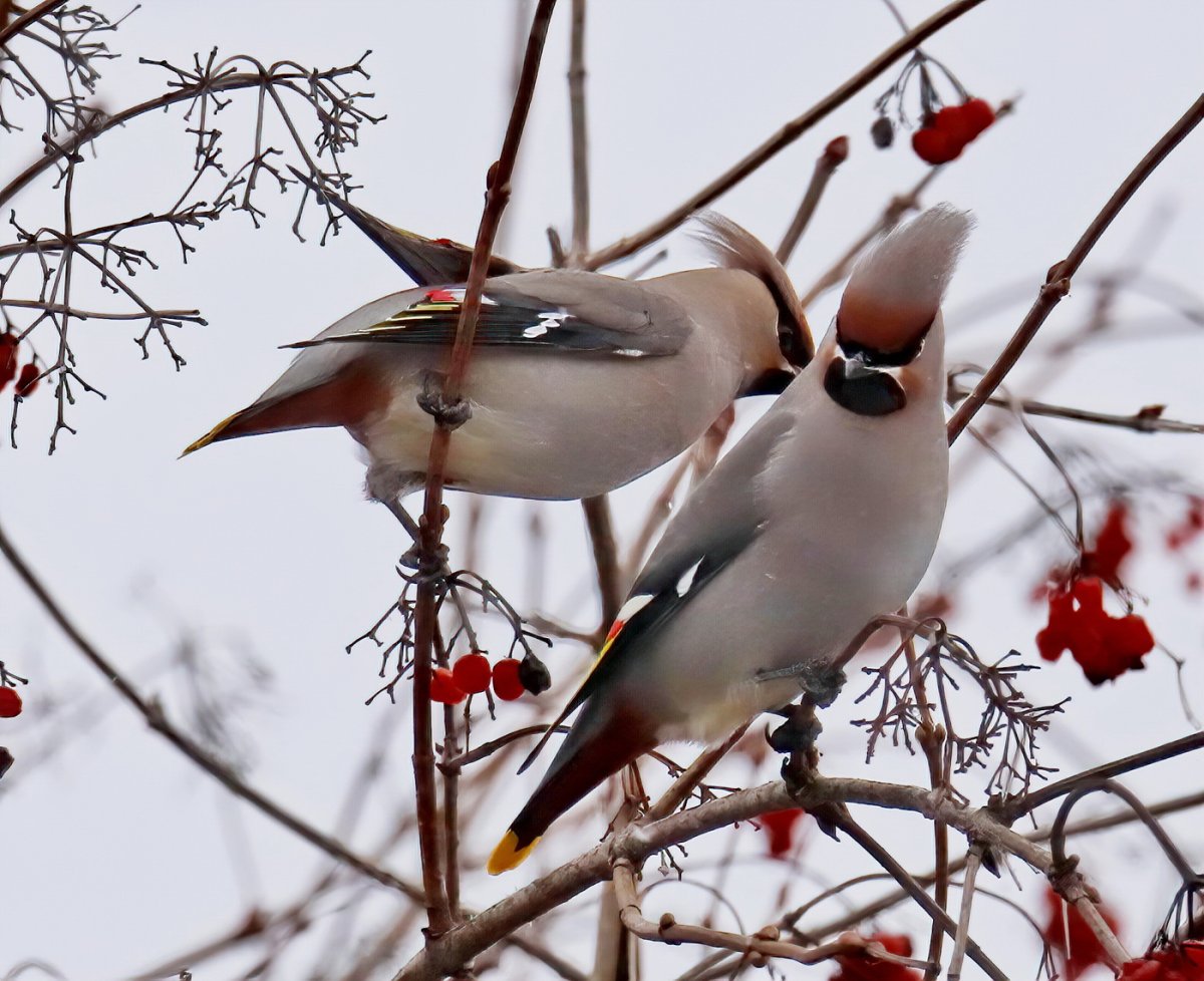 Ареал свиристелей