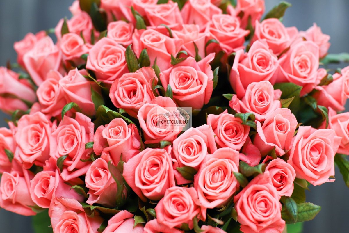 Розы охапка розовые